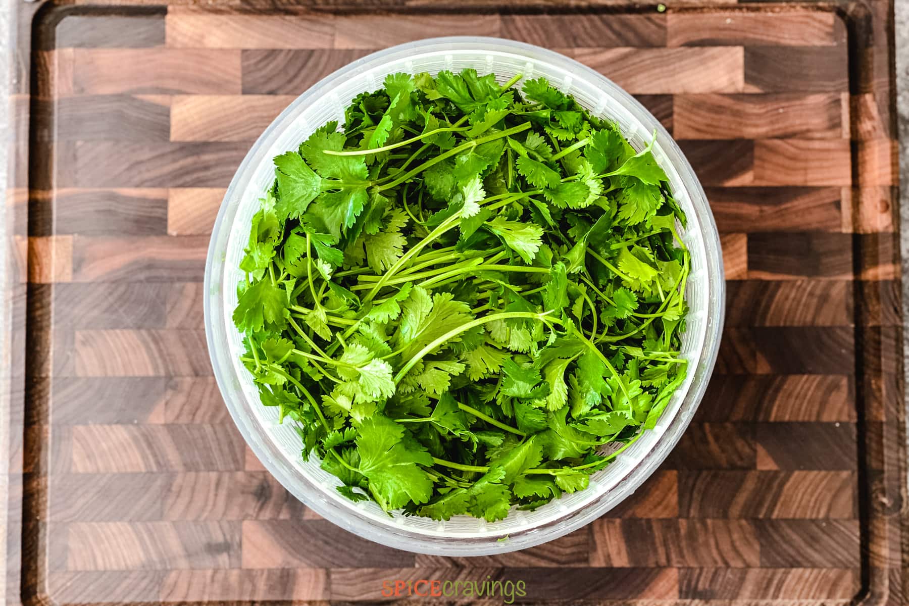 whole cilantro in salad spinner