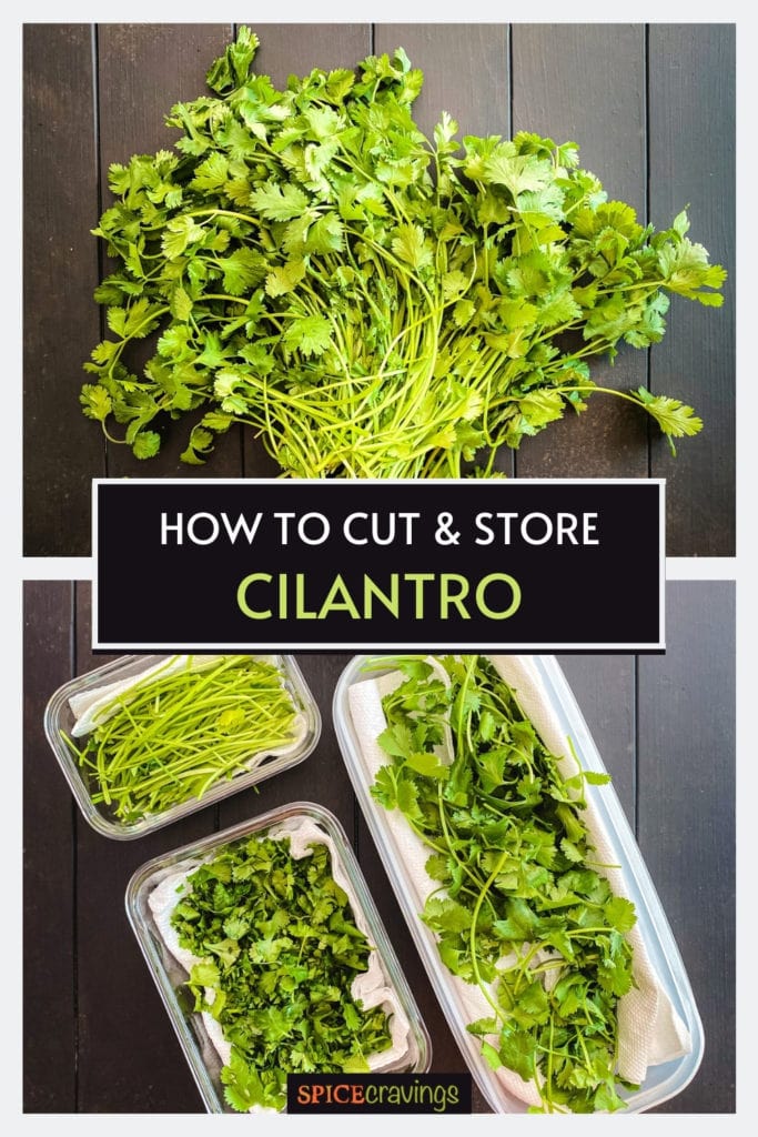 whole cilantro plant and whole, chopped and stems of cilantro in containers