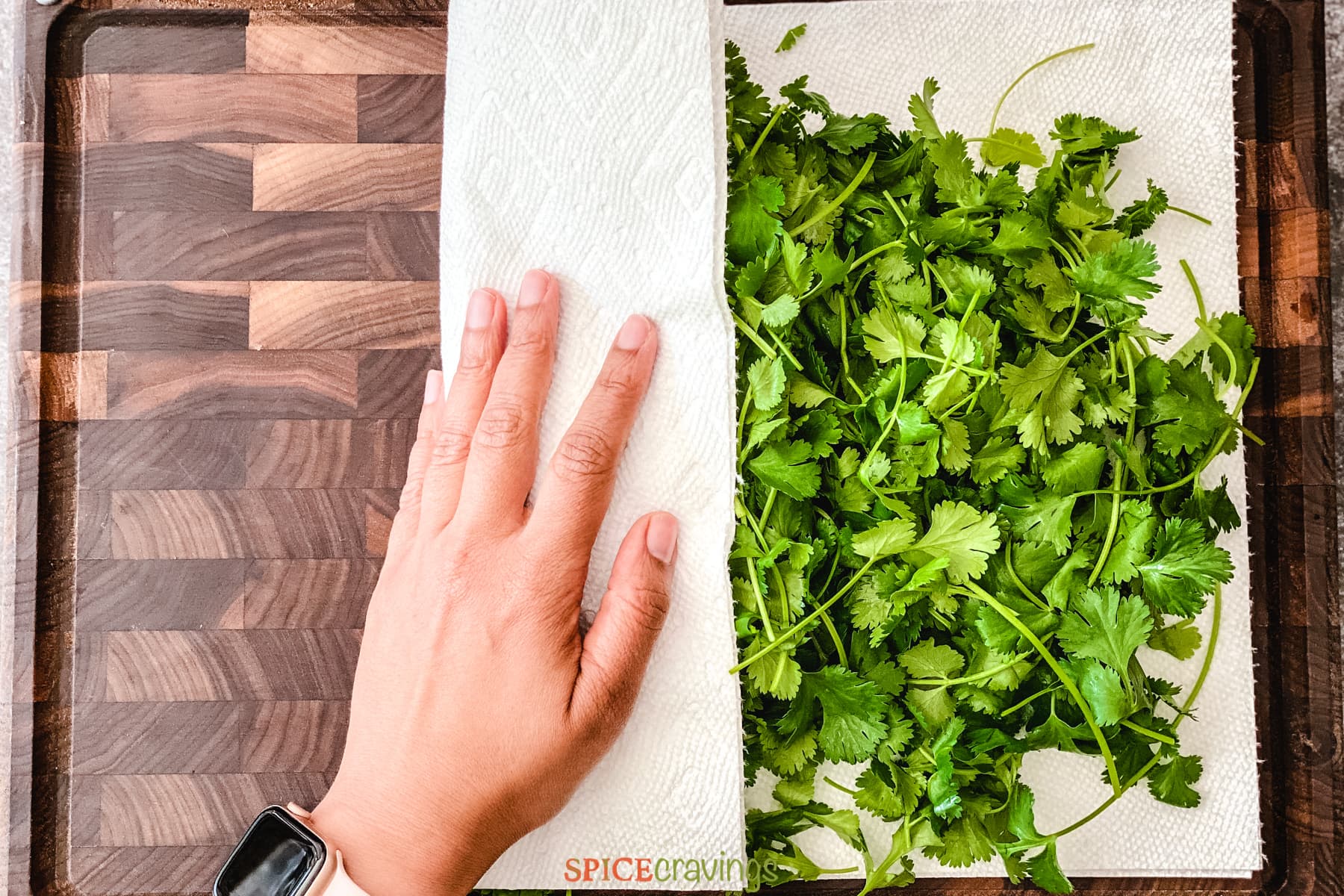 hand wrapping washed cilantro in paper towel
