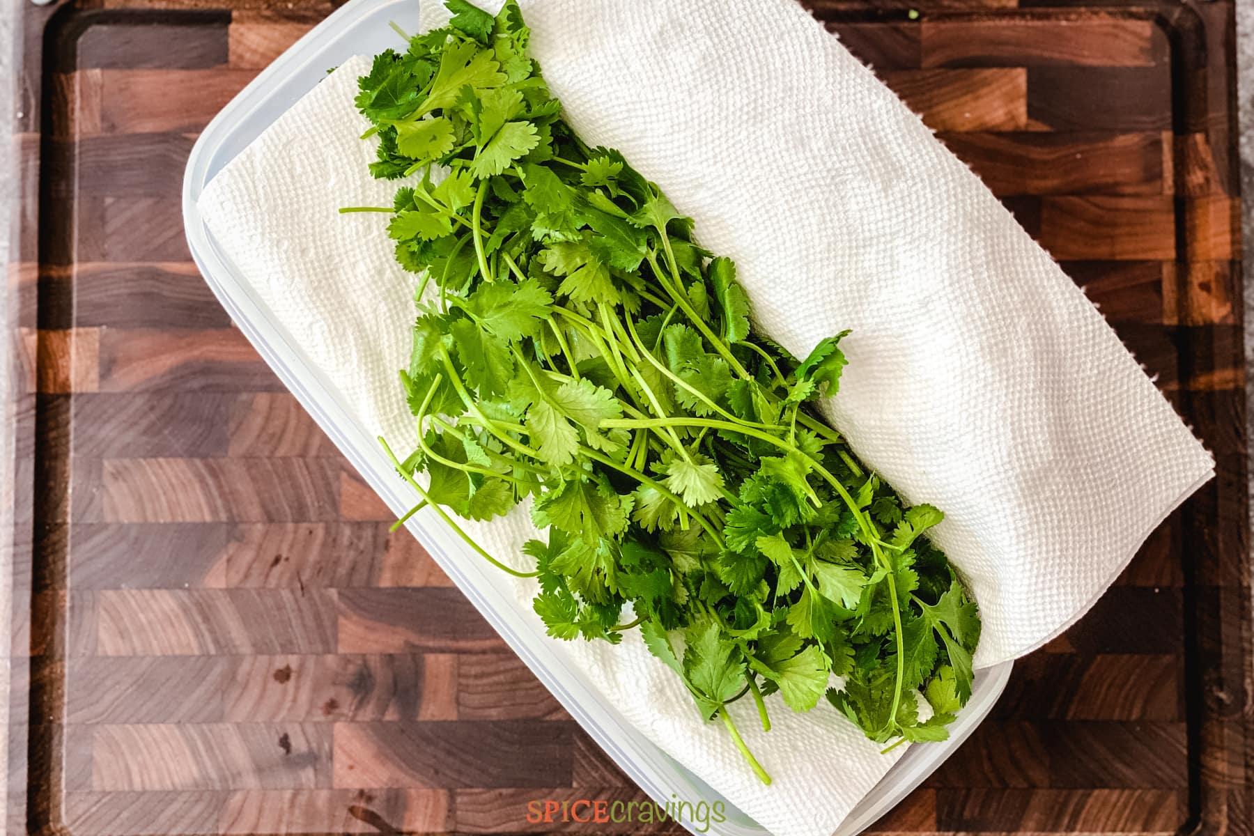 whole cilantro wrapped in paper towel in container