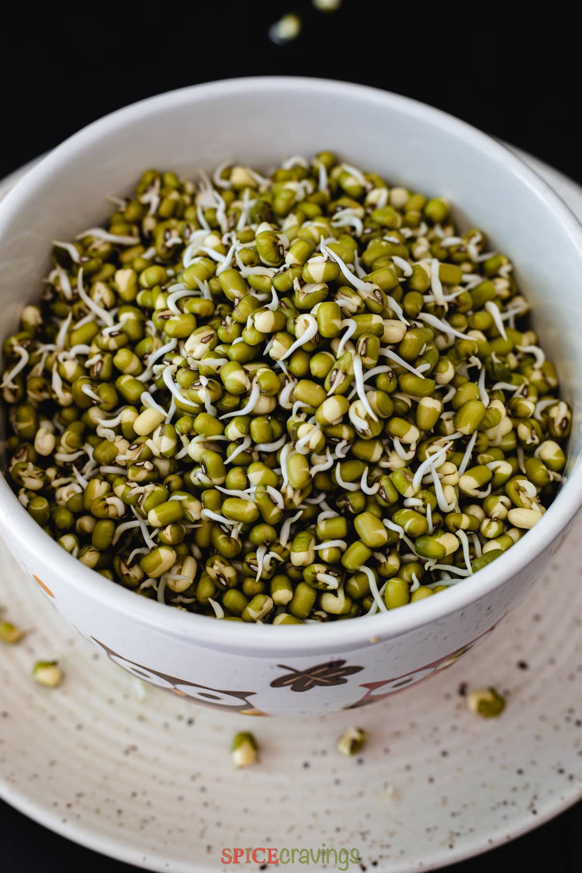 sprouted lentils in white bowl on plate