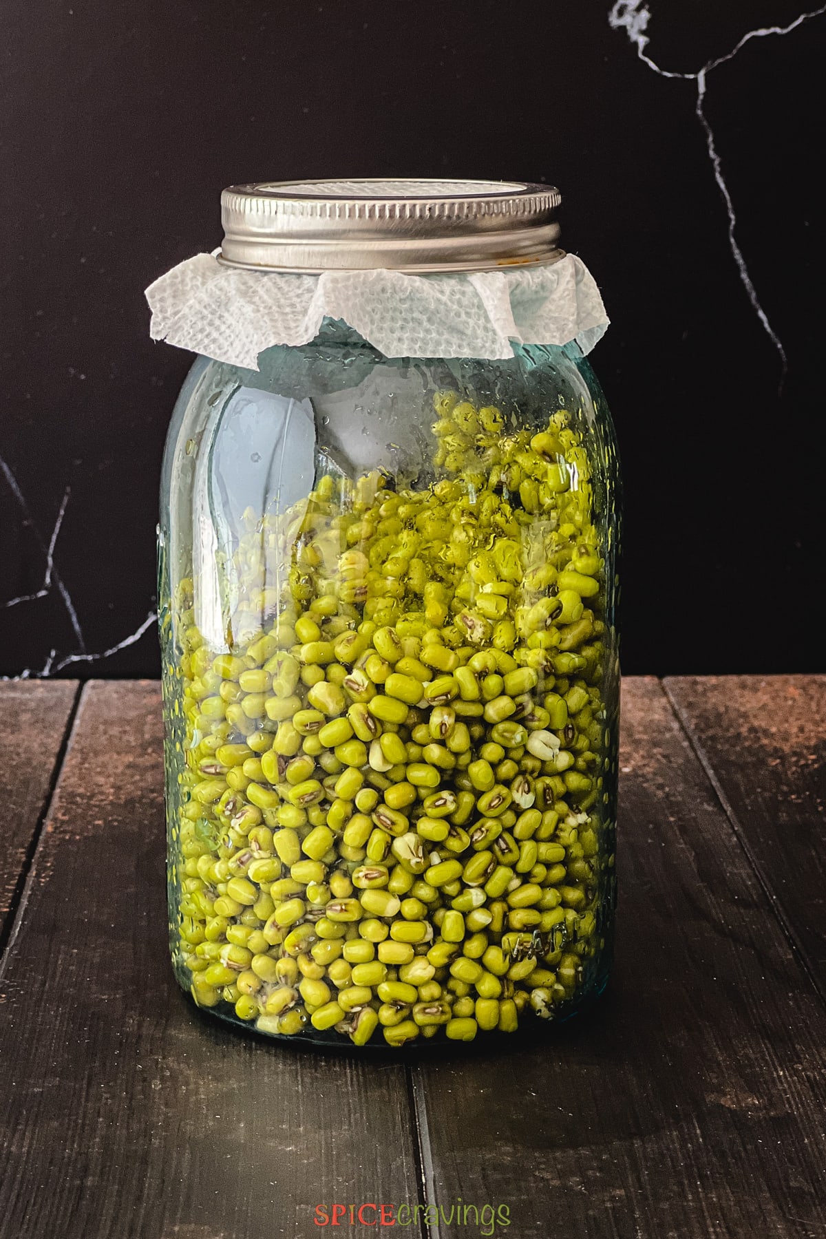 sprouting lentils in mason jar with mesh lid